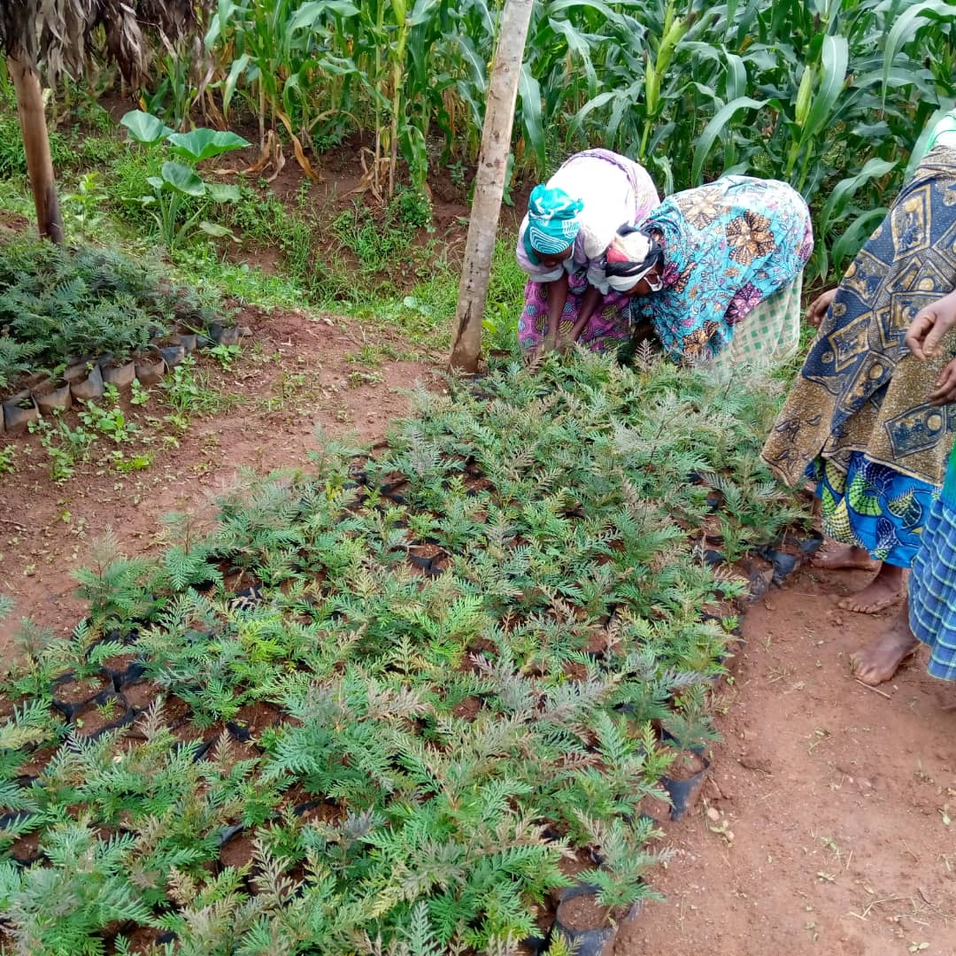 Farmers taking Grevillea seedlings for planting
