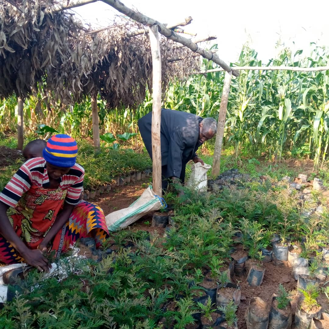 Farmers receiving Grevillea seedlings for planting