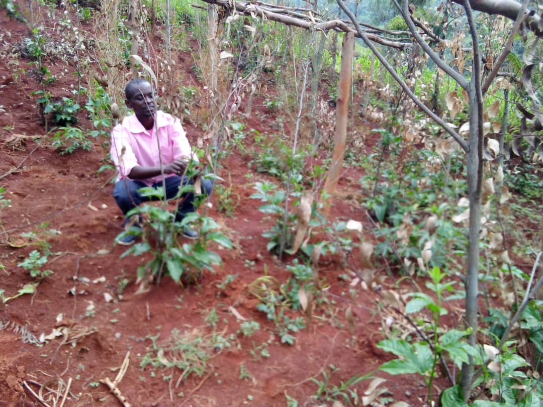 Fruit tree plantation supporting sustainable livelihoods