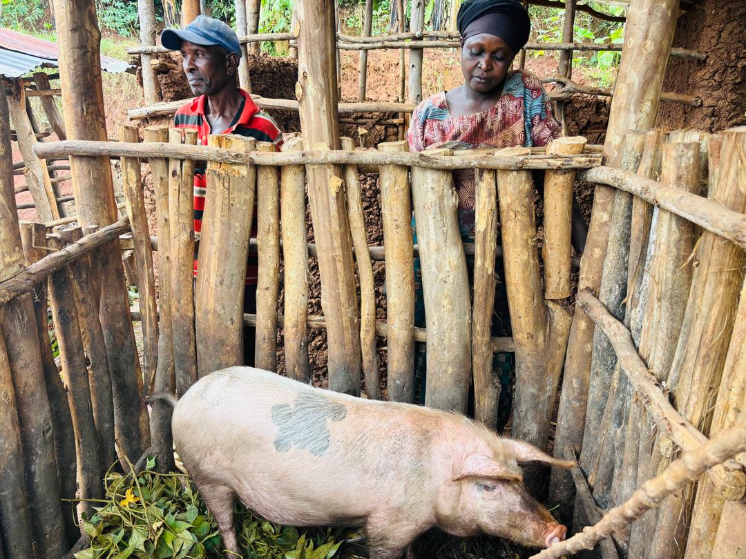Livestock livelihood support for a community household