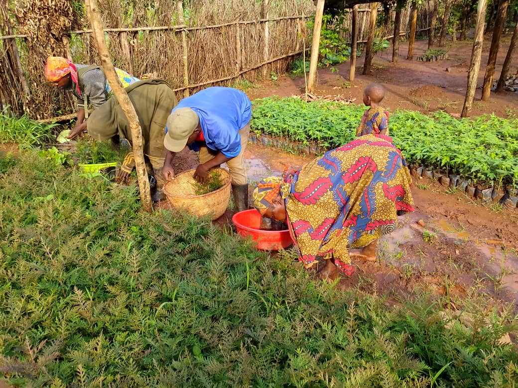 Community members working in a tree nursery during practical training