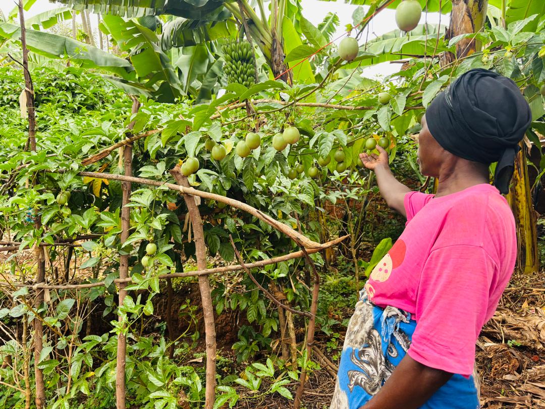 Farmer showing passion fruit in a sustainable livelihood farm