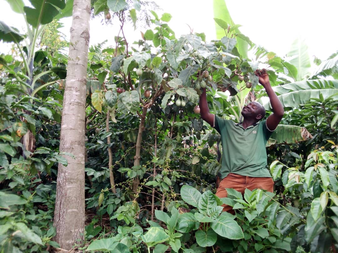 Farmer showing tree tomatoes in an agroforestry plantation