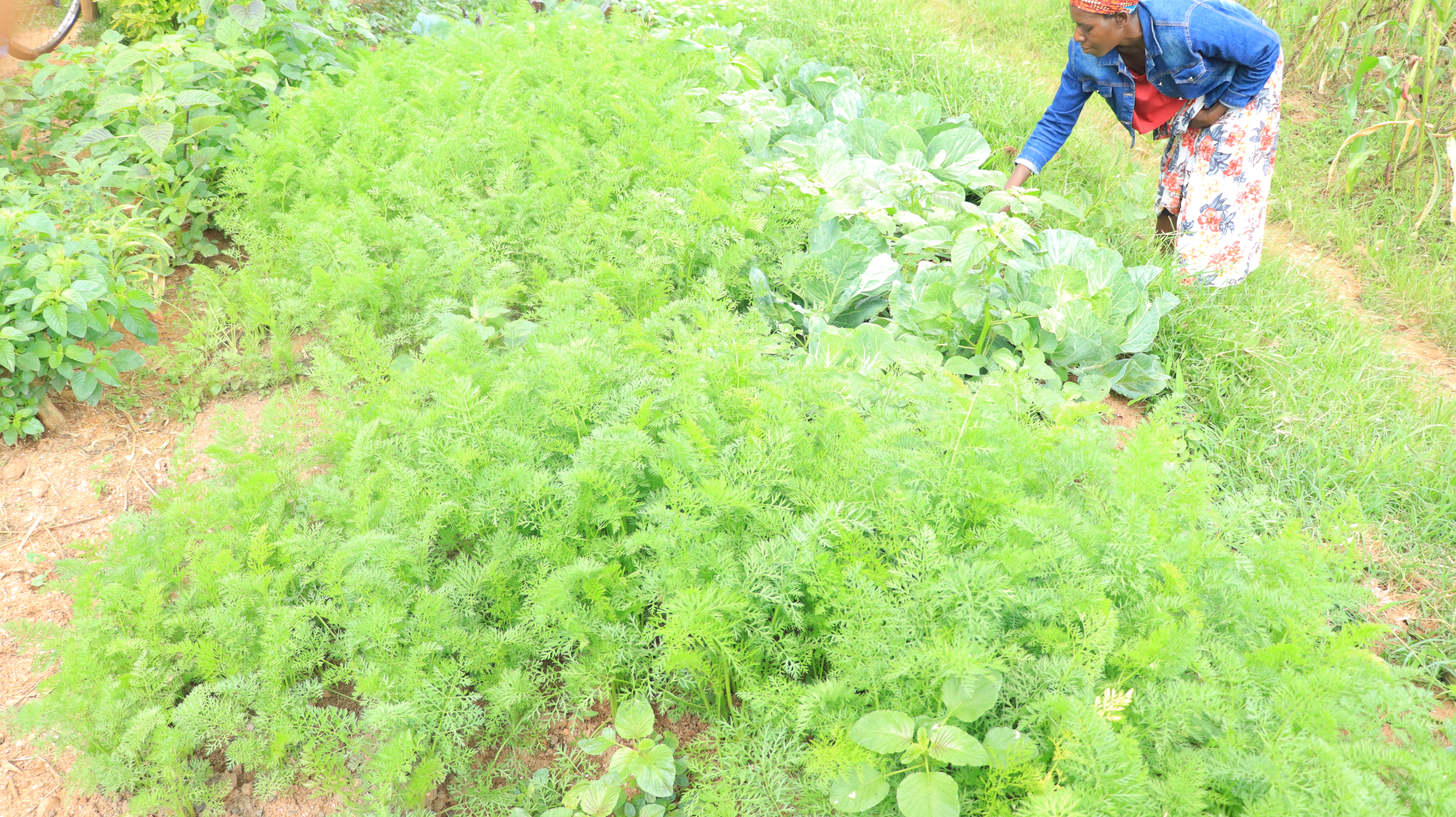 Vegetable garden supported by sustainable farming practices